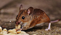 24 Hour & Emergency Exterminators in Sandy, UT